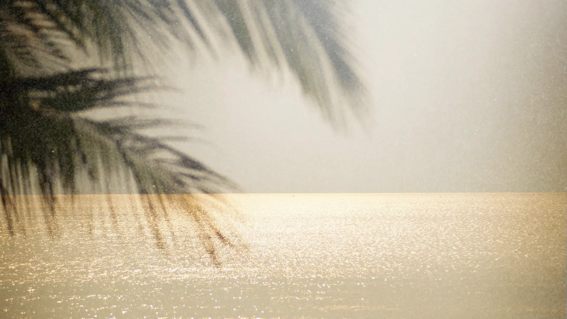 Palm leaves over the sea at golden hour